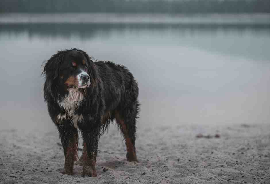 Un cane bovaro bernese (foto Unsplash)