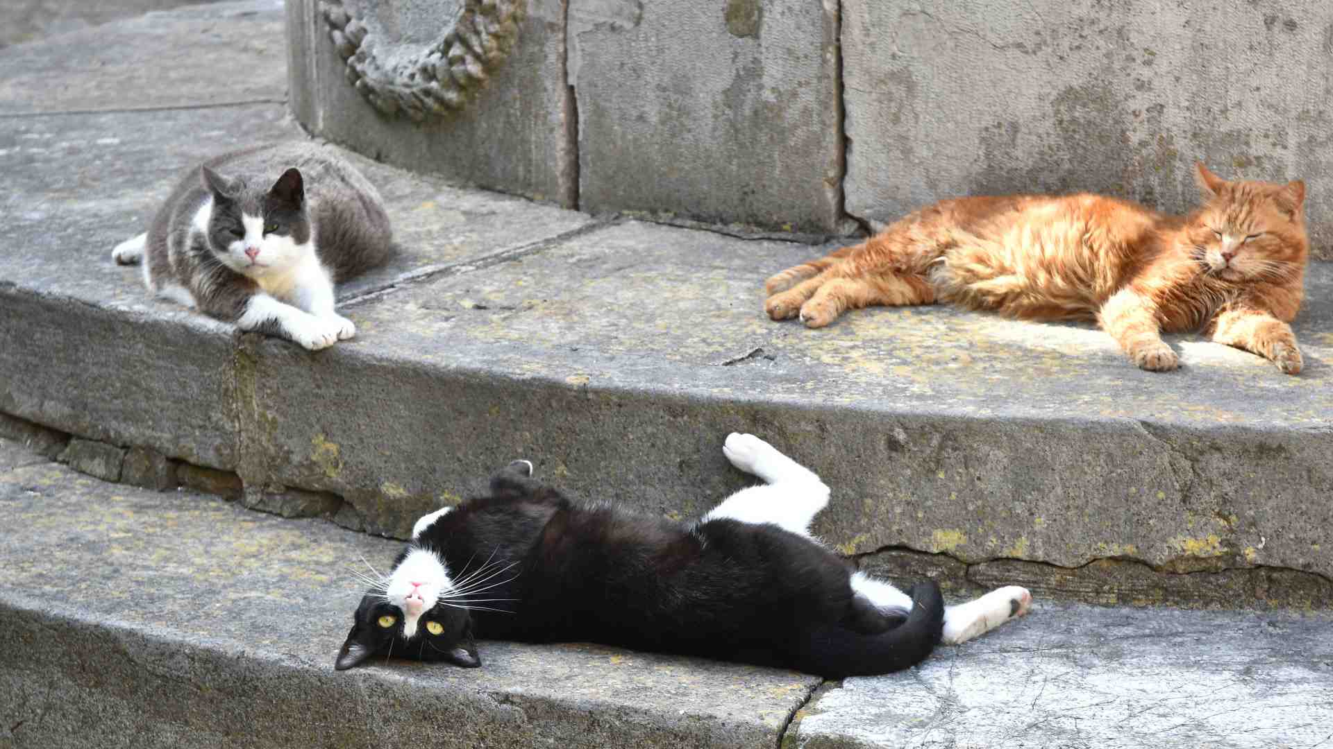 Immagine di Tutti i “no” che aiutano a crescere e la distopia del terzo gatto