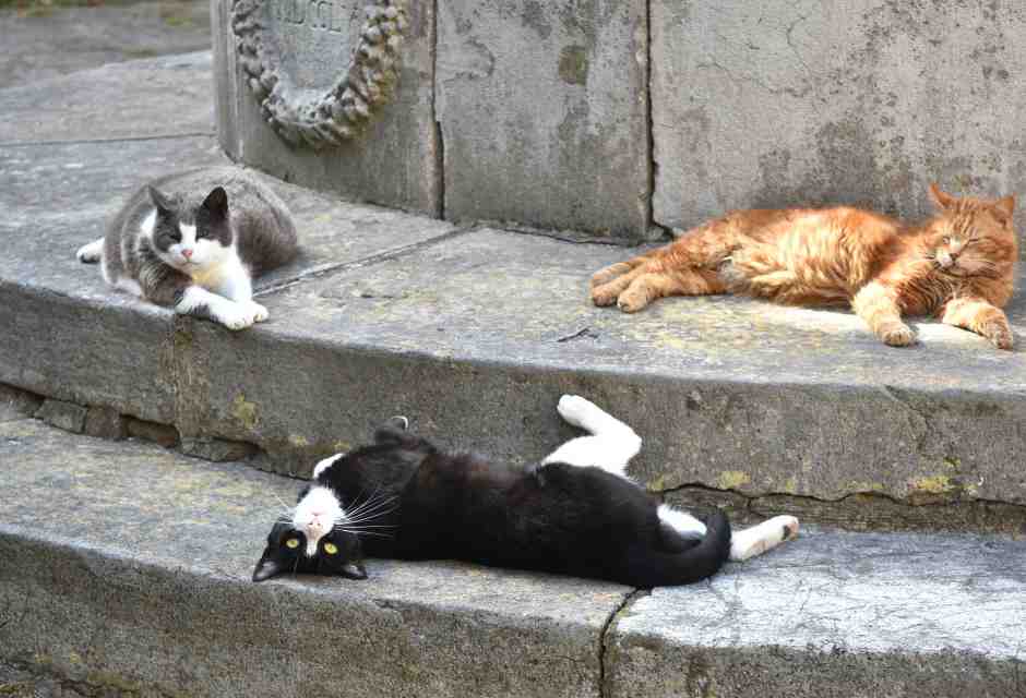 Tutti i “no” che aiutano a crescere e la distopia del terzo gatto