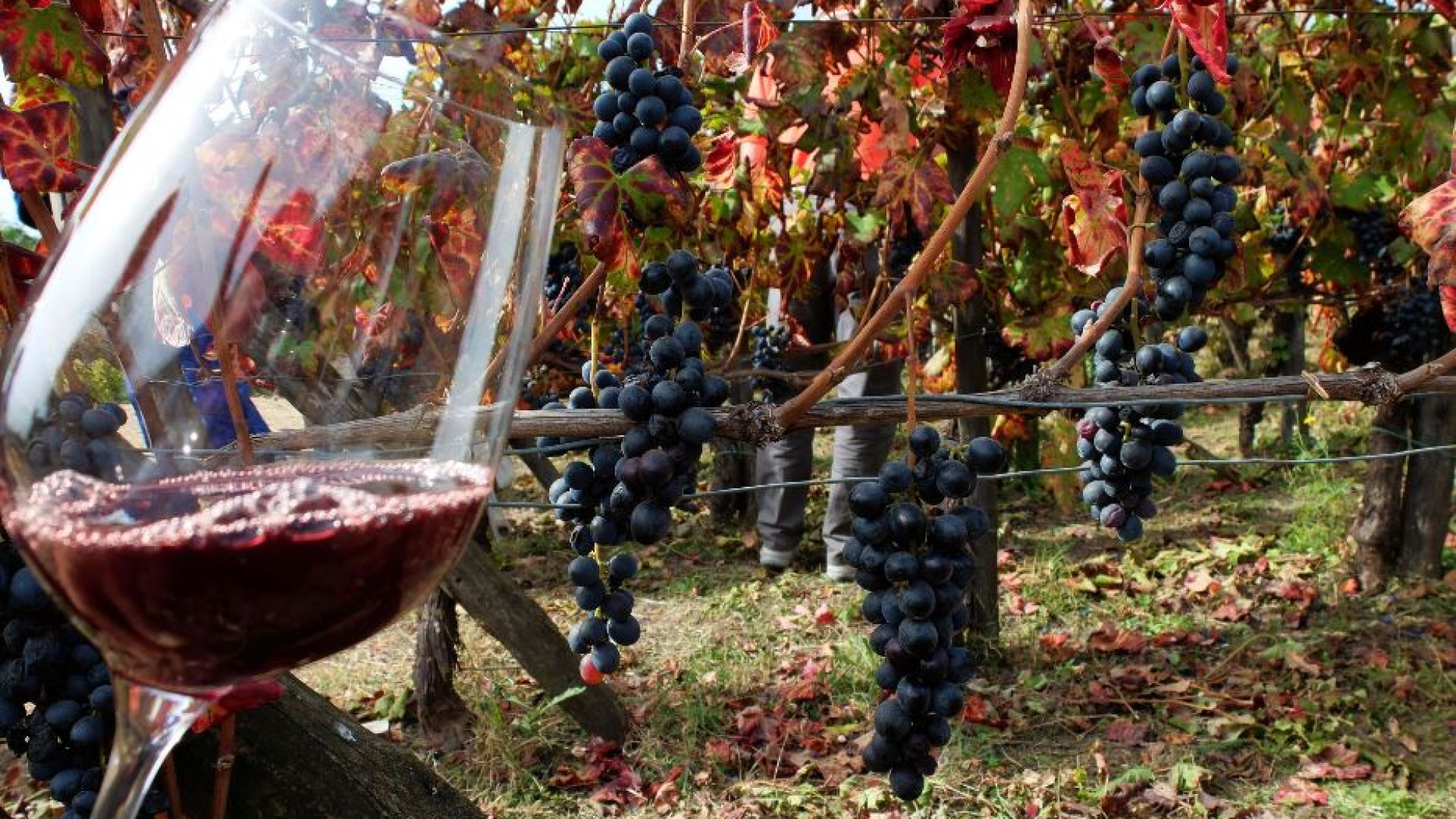 Immagine di Un'arma contro il diabete dalle vinacce Aglianico