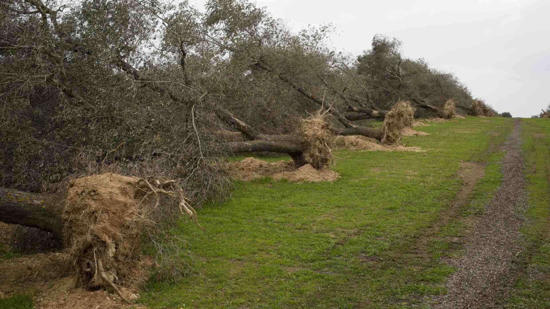 Immagine di A Bari, l’assessore alla legalità è in quota Xylella