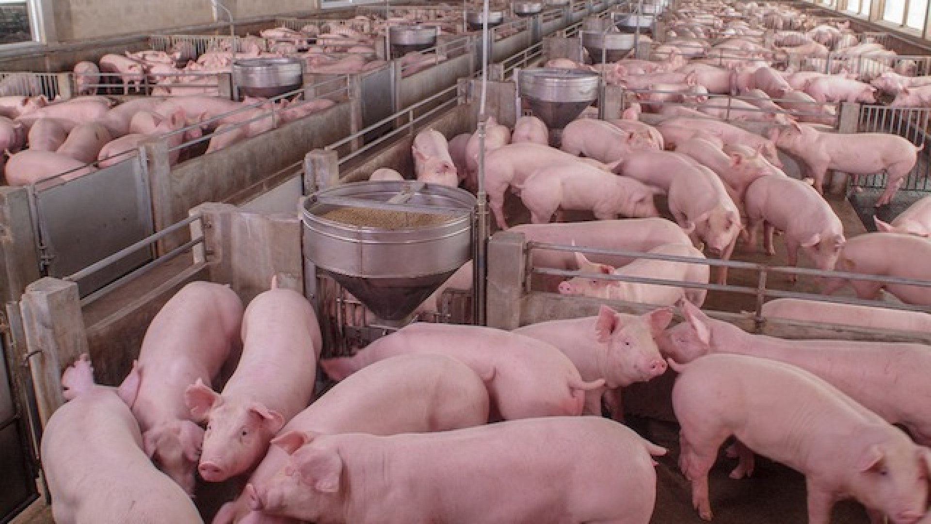 Immagine di «Virus aggressivo, resistente all'ambiente»