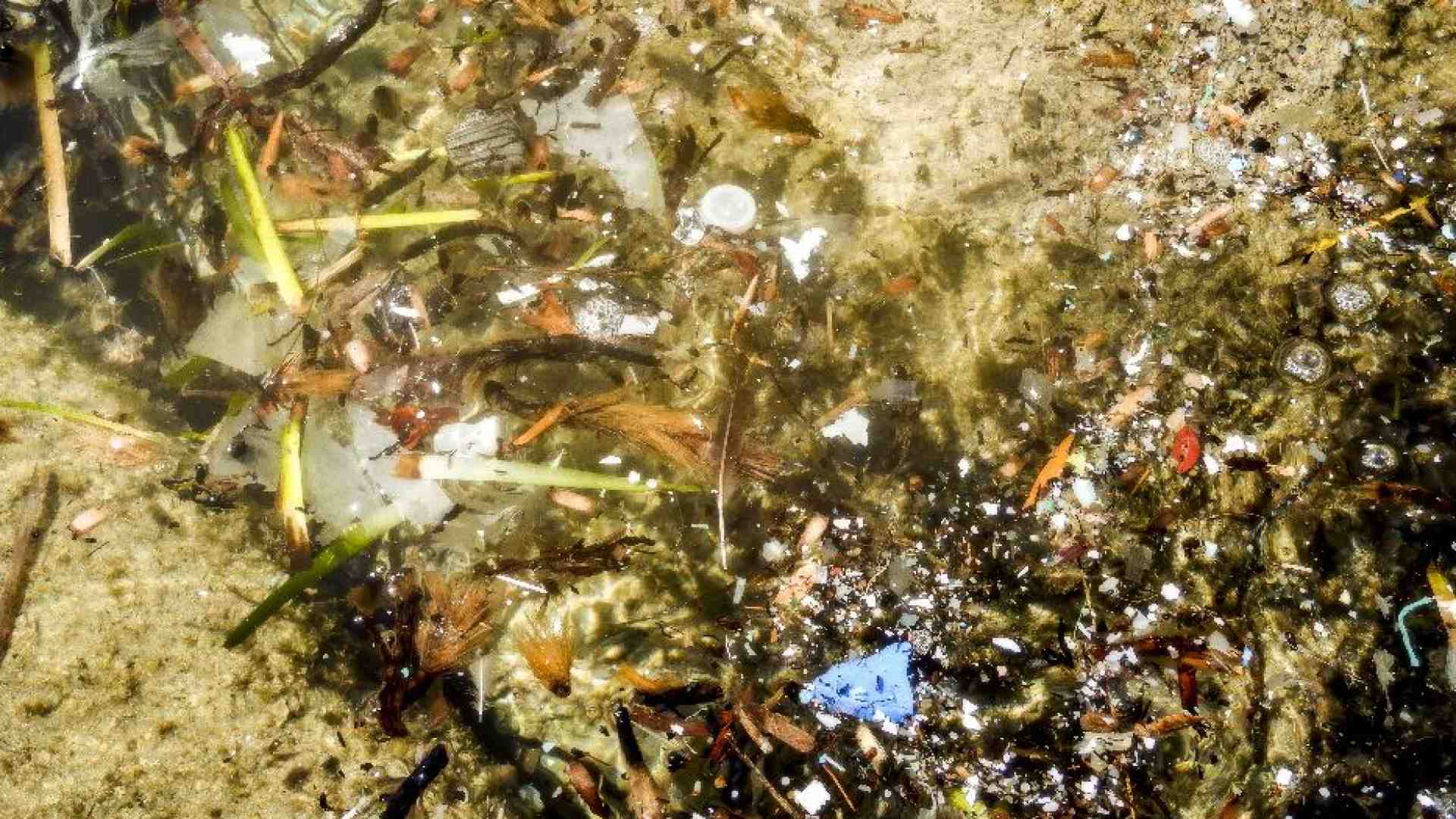 Immagine di «Inquinanti e leucemie, serve più prevenzione»