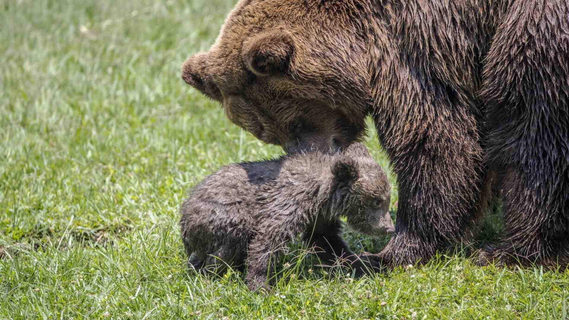 Immagine di Abrogare orsi e lupi?