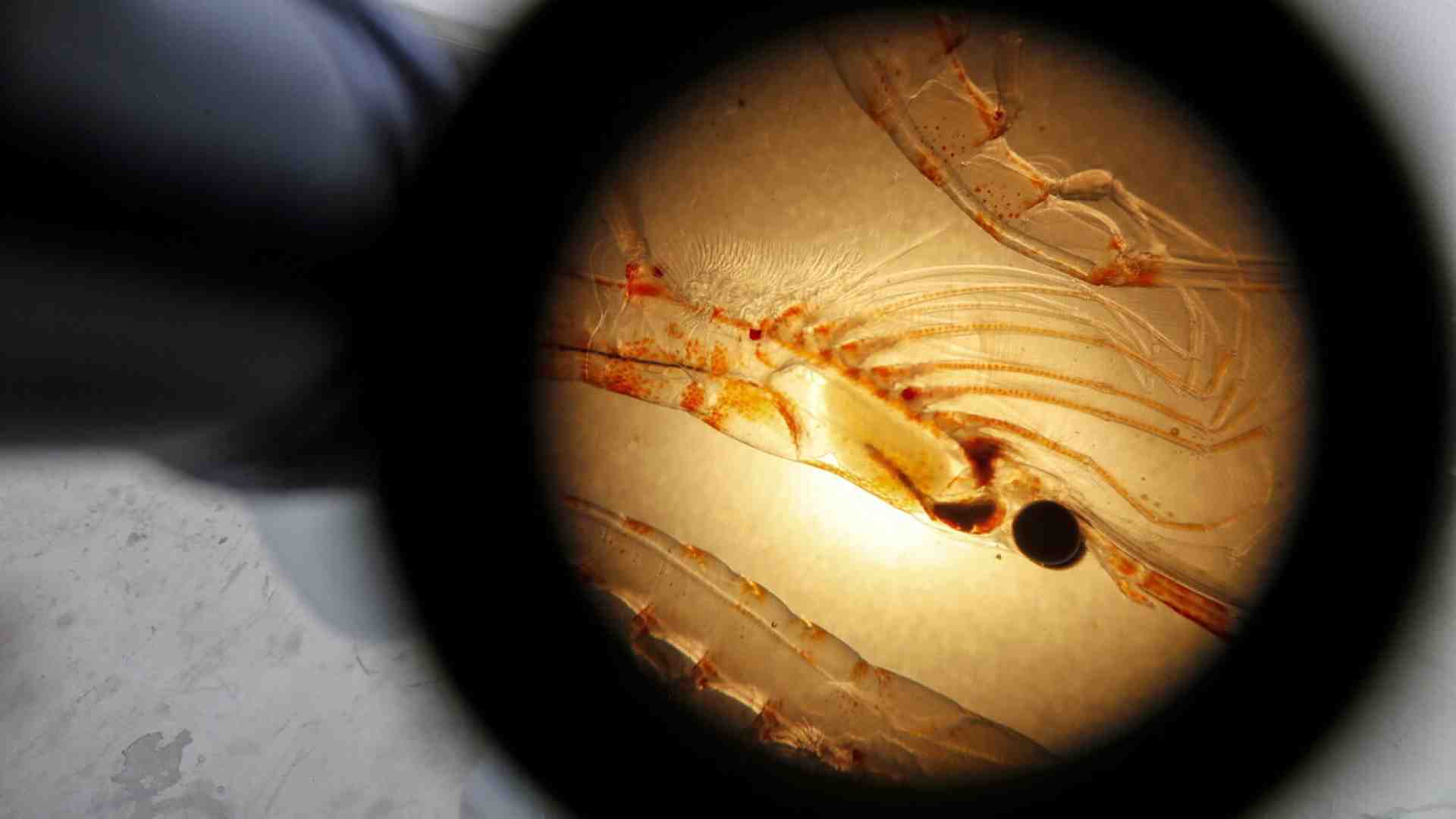 Immagine di Pechino è green? Chiedetelo ai krill