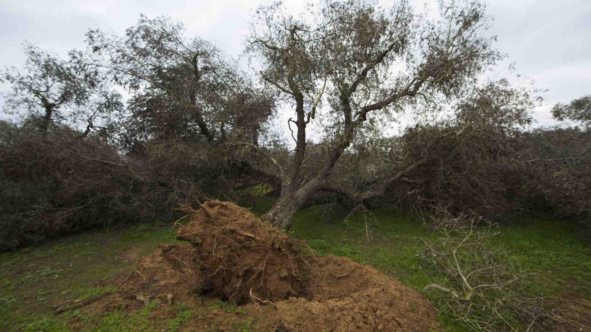 Immagine di Come combattere Xylella usando l'Rna