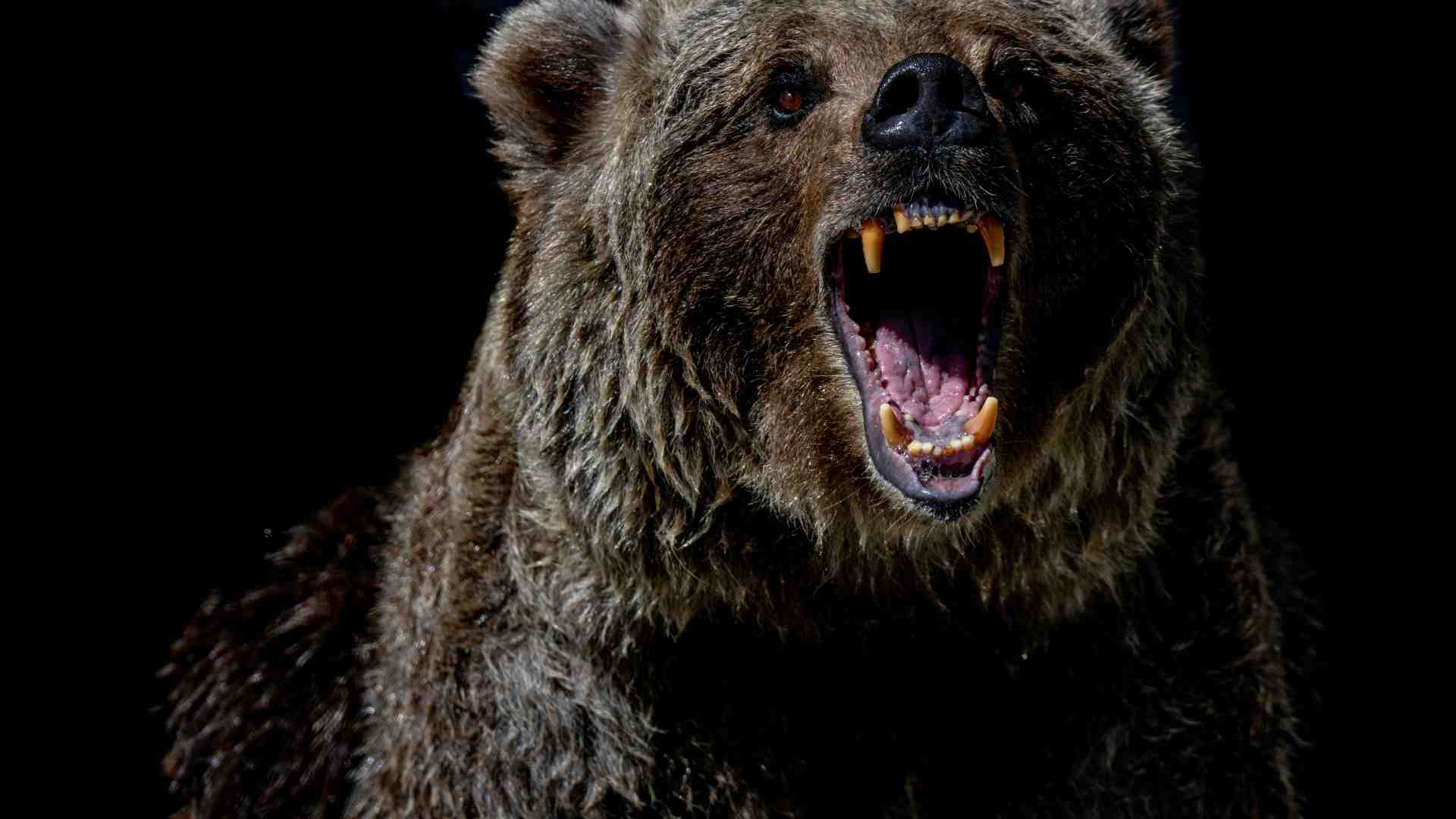 Immagine di Quella che vota contro gli orsi in Trentino è la democrazia che funziona