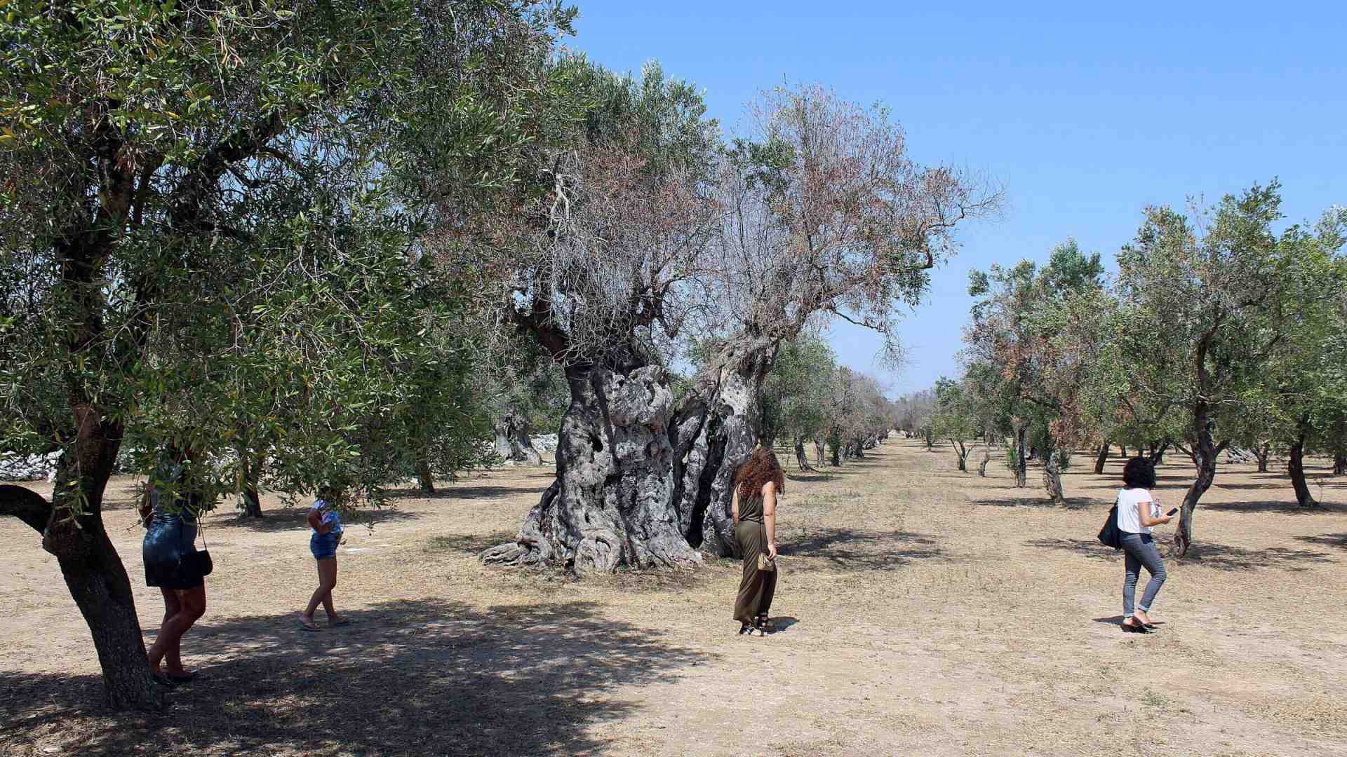 Immagine di Come resistere alla Xylella