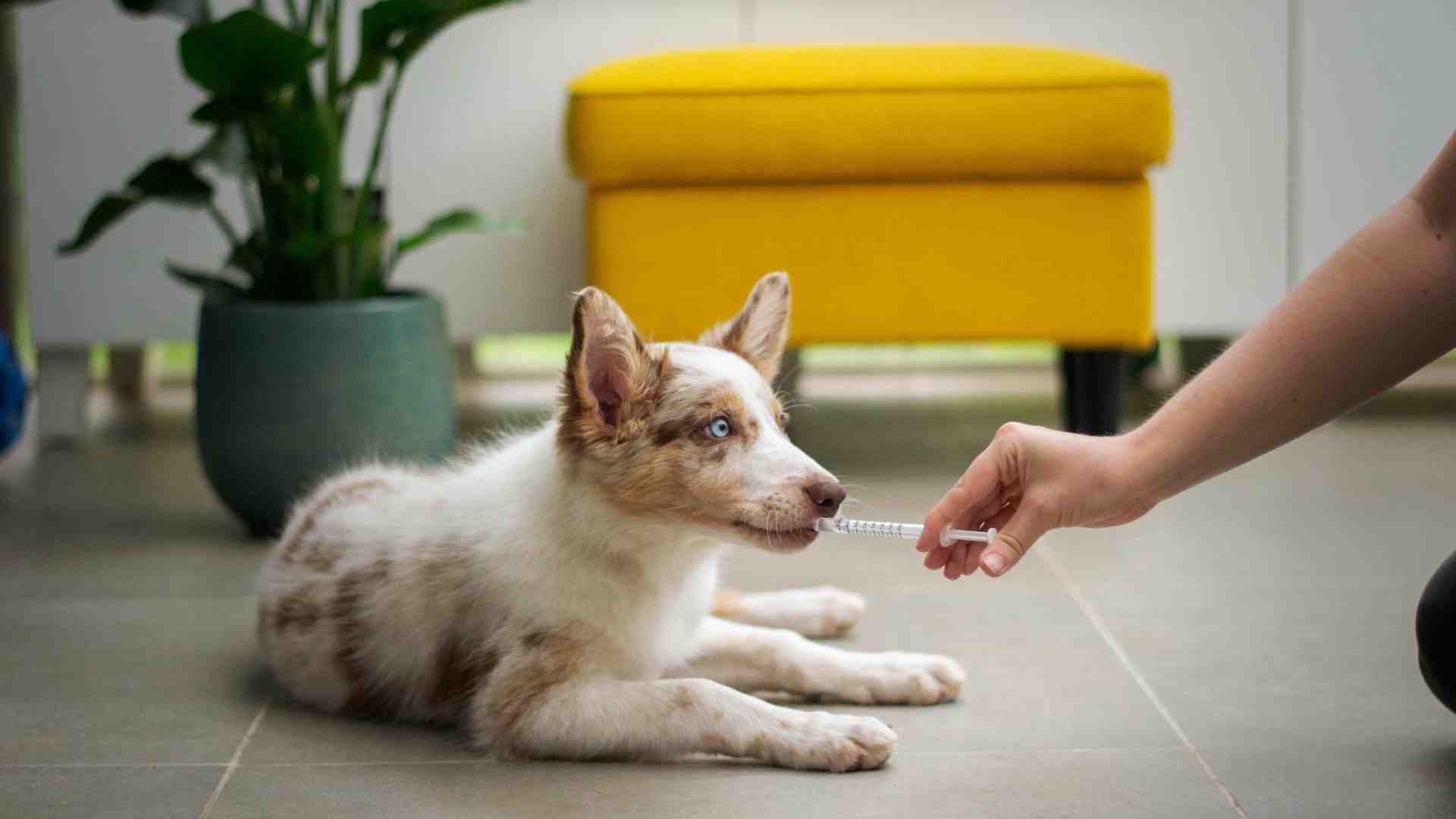 Immagine di Per diventare grandi bisogna ricordarsi la medicina del cane. Ma che disperazione