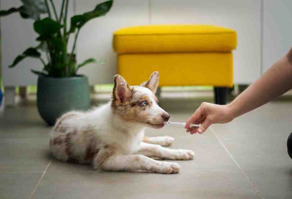 Per diventare grandi bisogna ricordarsi la medicina del cane. Ma che disperazione