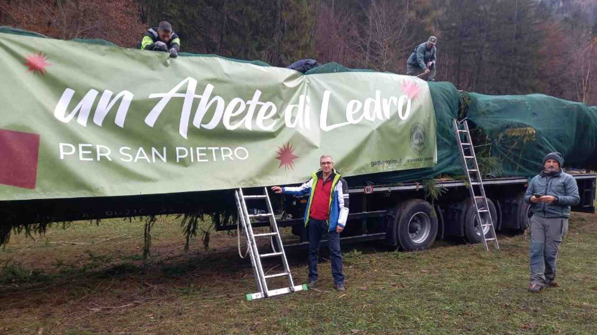 Immagine di La vera storia dell'abete di Natale per piazza San Pietro