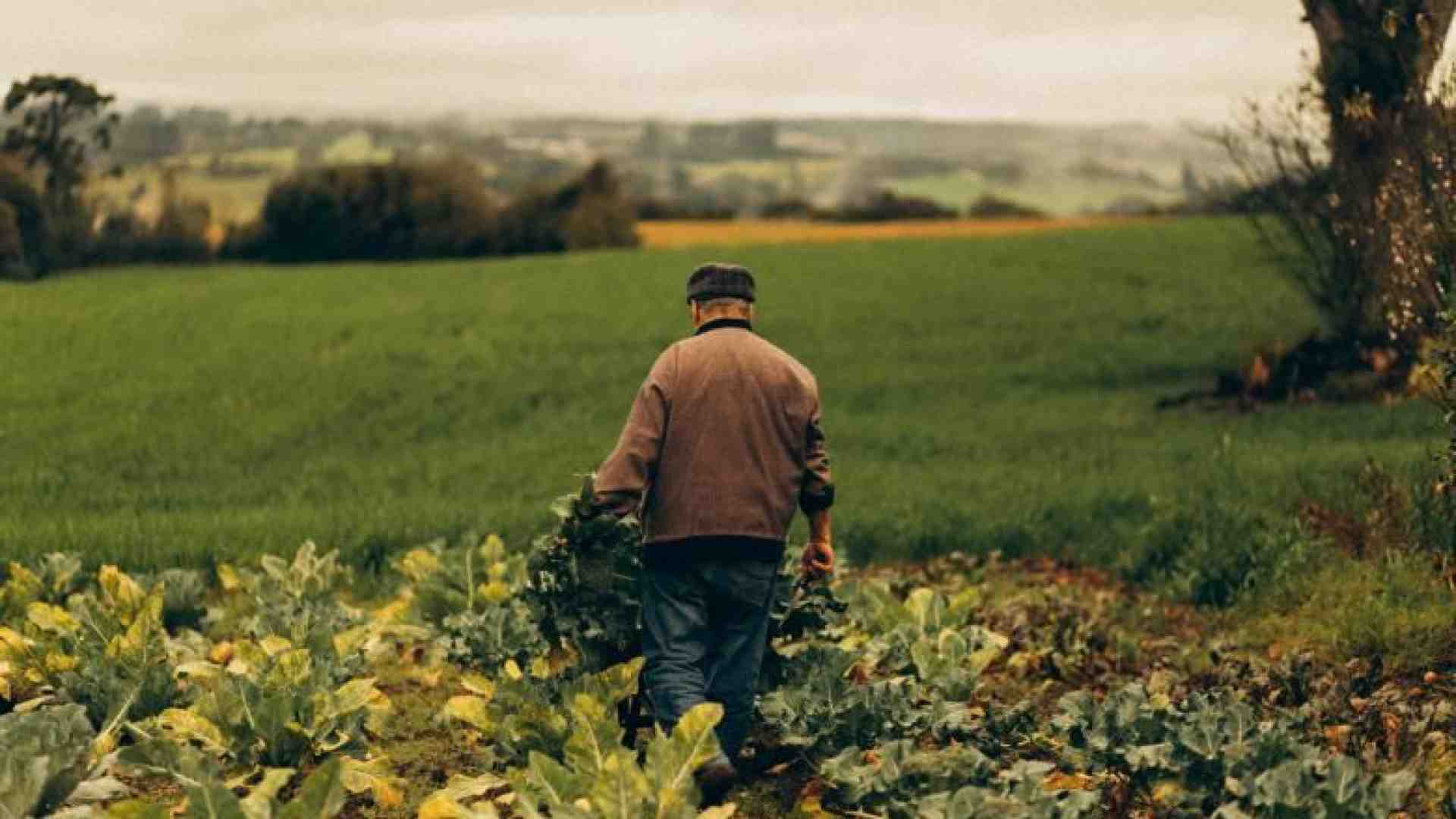 Immagine di La legge per proteggere i campi bio rischia di mandare in tilt il settore