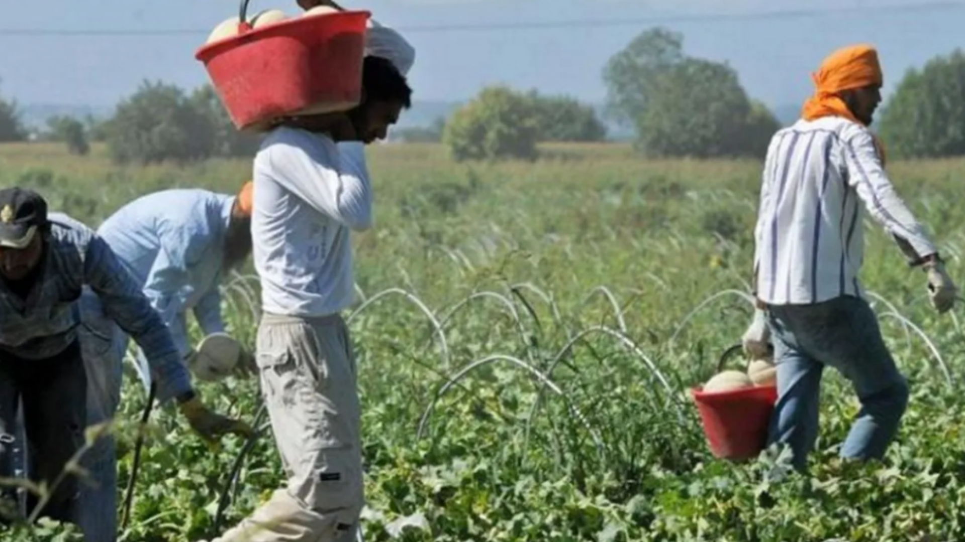Immagine di Startup africane e imprese italiane dialogano sull'agricoltura sostenibile