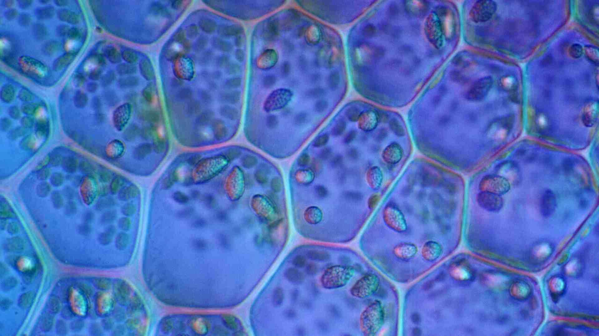 Immagine di La memoria del corpo: le cellule non neuronali possono imparare e ricordare