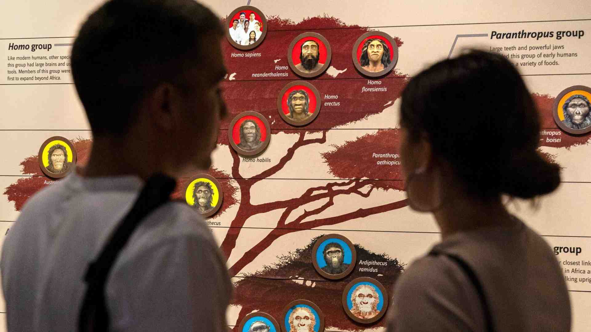 Immagine di Evoluzione ad albero o a rete? Dipende da cosa studiamo