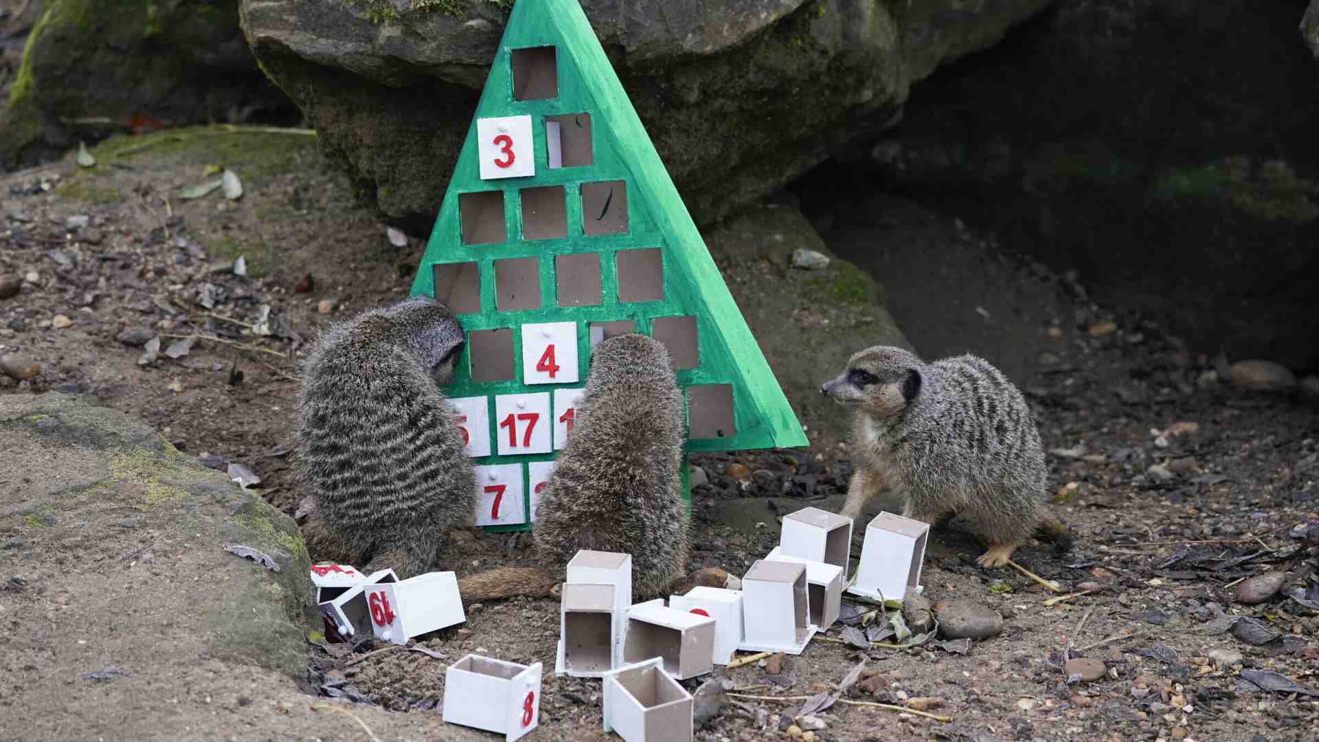 Immagine di Il problema antropologico dei calendari dell'Avvento per animali