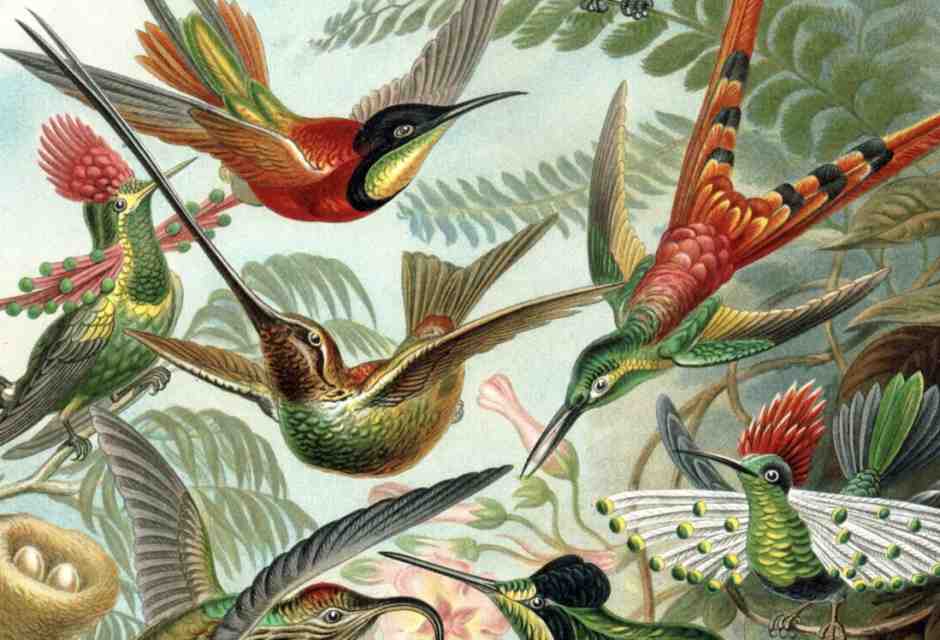Ernst Haeckel, "Kunstformen der Natur" (1904)