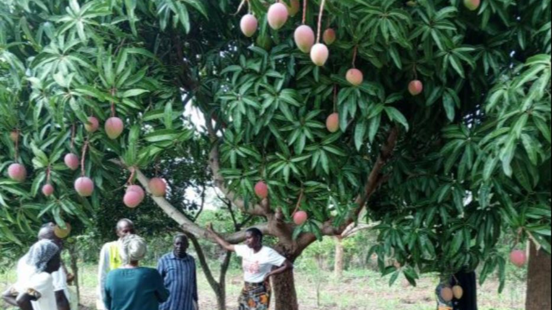 Immagine di Formazione e una filiera più equa: in Kenya il mango rafforza le comunità