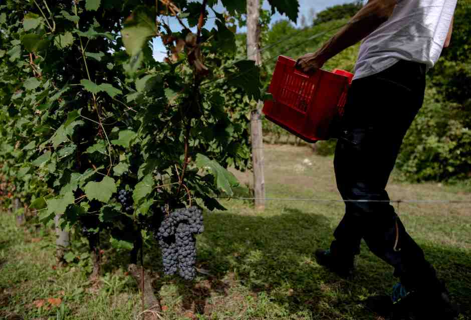La débâcle della biodinamica in vigna
