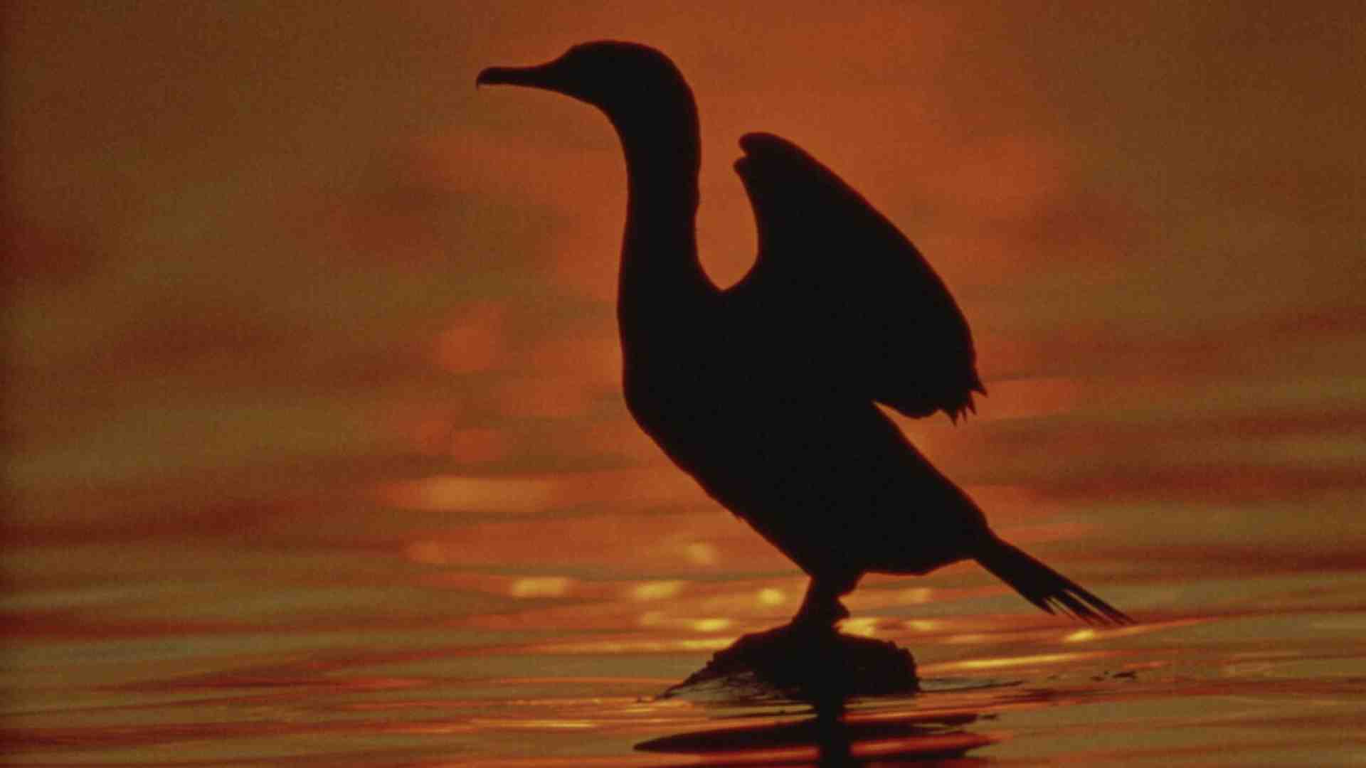 Immagine di Si può perdere la fiducia negli esseri umani, ma come si può perderla nei cormorani?