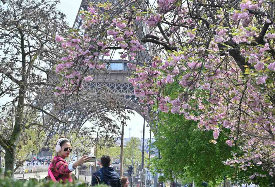 Fiori di ciliegio al Giardino del Trocadero a Parigi (Foto di Mustafa Yalcin/Anadolu via Getty Images)&nbsp;<br />