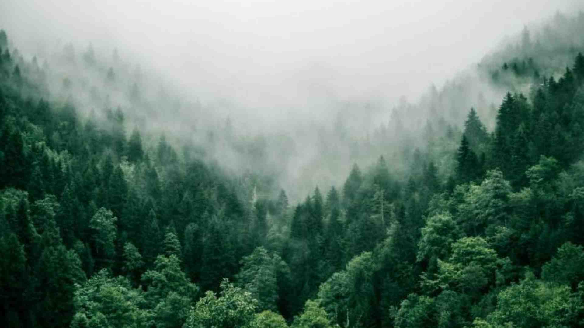 Immagine di La società degli alberi cerca la condivisione