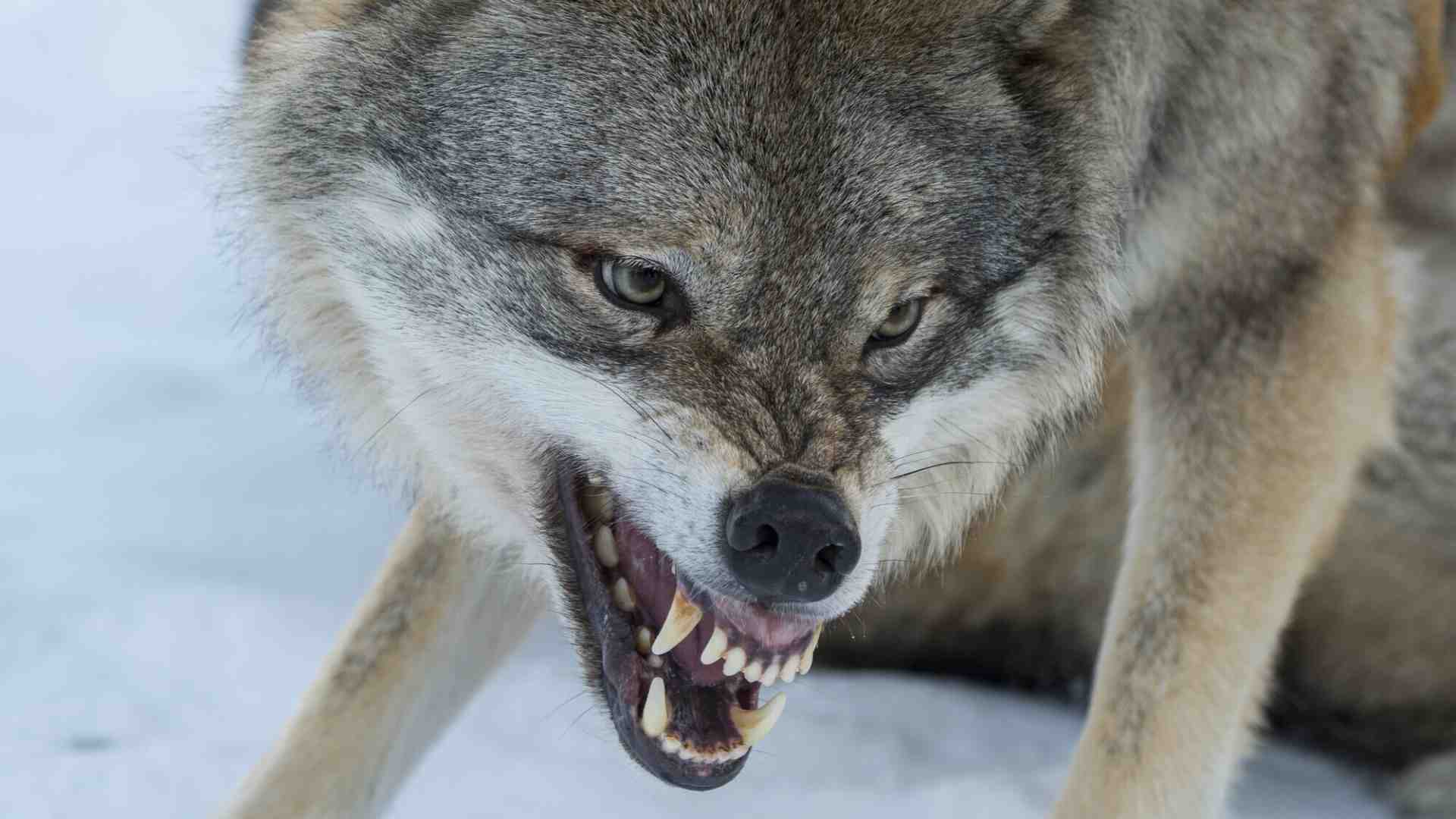 Immagine di Al lupo, al lupo! C’è bisogno di una nuova idea di natura selvaggia