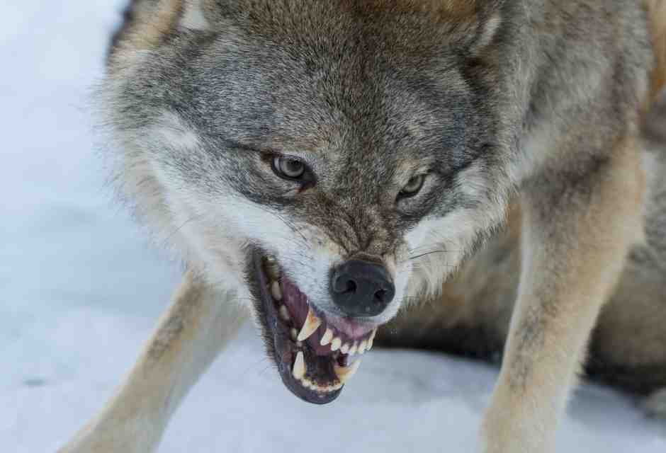 Primo piano di un lupo grigio dominante (Canis lupus) che ringhia in un parco faunistico nella Norvegia (Foto di Wolfgang Kaehler/Getty Images)&nbsp;<br />