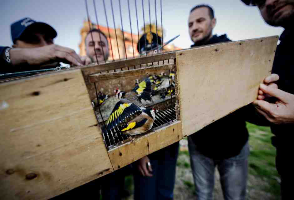 Il cardellino incorporava il sottofondo sonoro domestico di ricche e povere dimore come oggi il televisore lasciato acceso per pura compagnia (foto Ansa)&nbsp;<br />