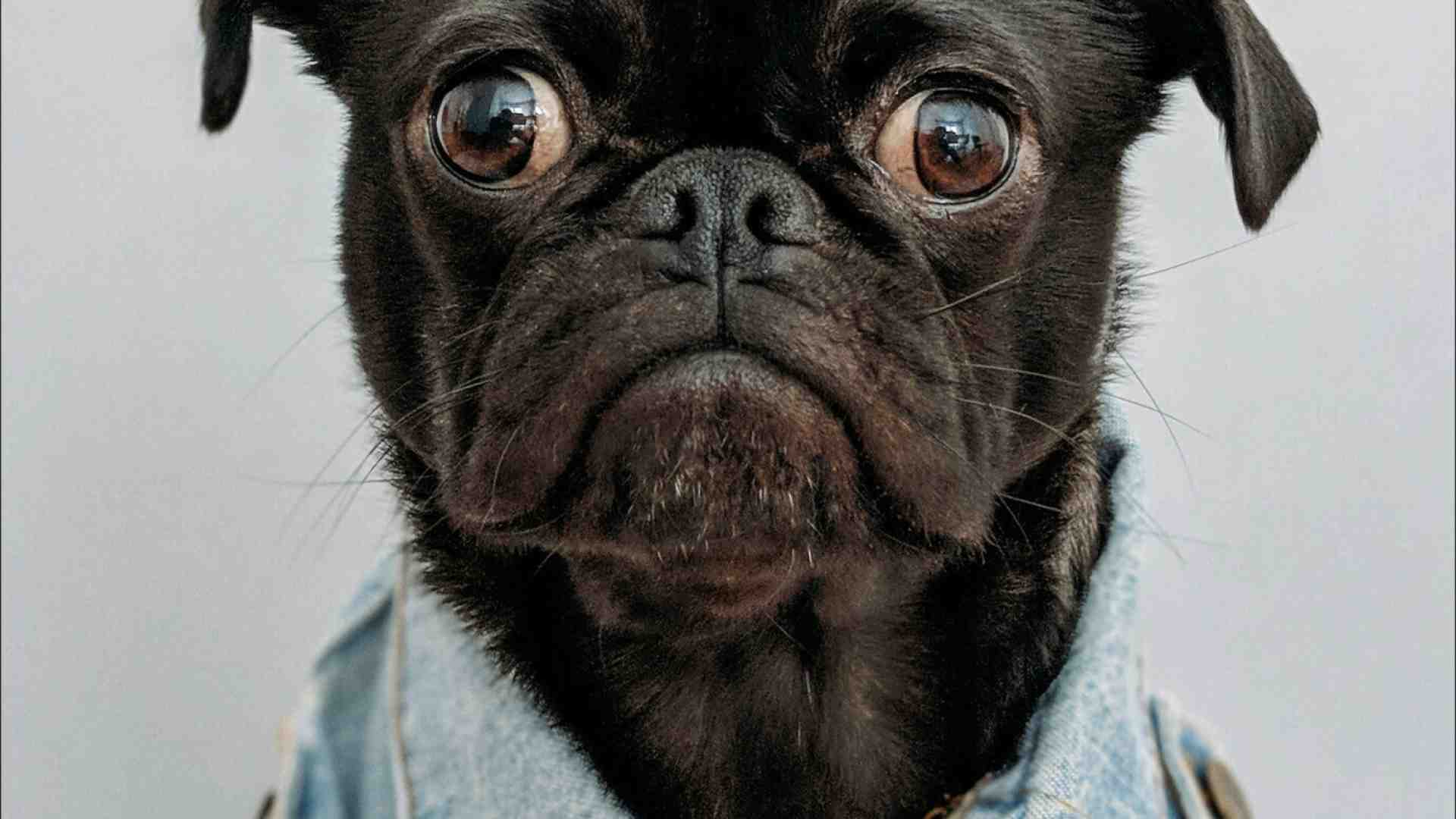 Immagine di Sono nemico degli animali, ma certi cani snaturati rispetto all'origine lupesca fanno pietà