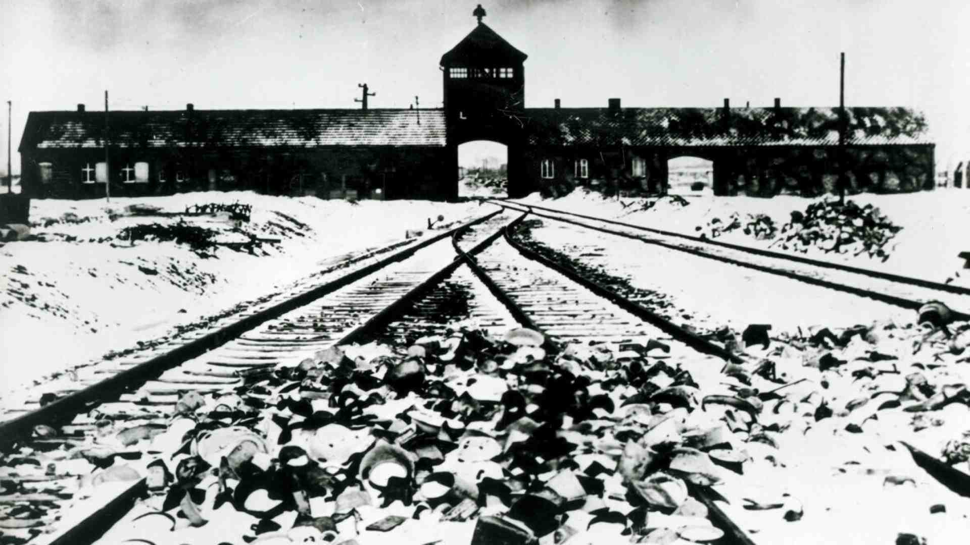 Immagine di Il figlio di Auschwitz di cui scrive Primo Levi. Non aveva mai visto un albero
