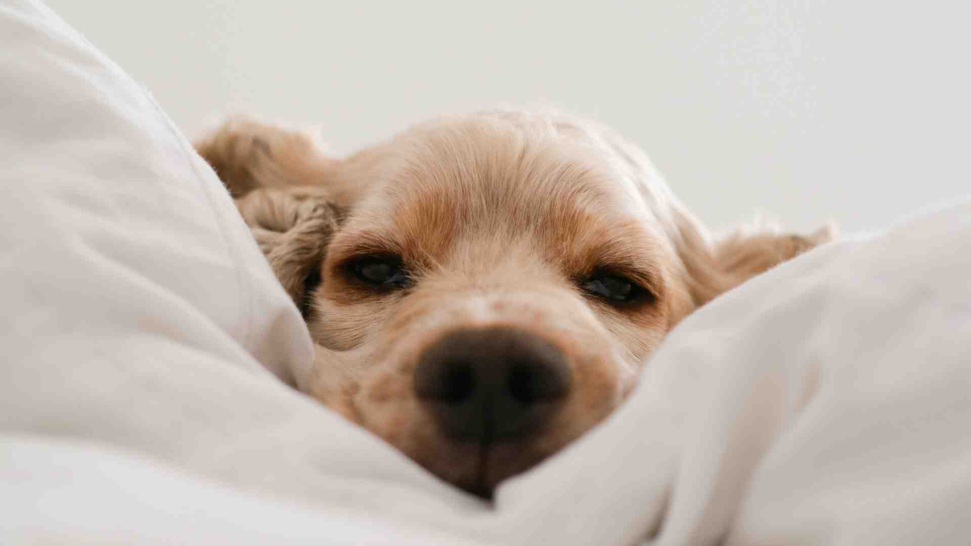 Immagine di Raccontare il "pensiero cagnolino" con il più antico degli espedienti letterari