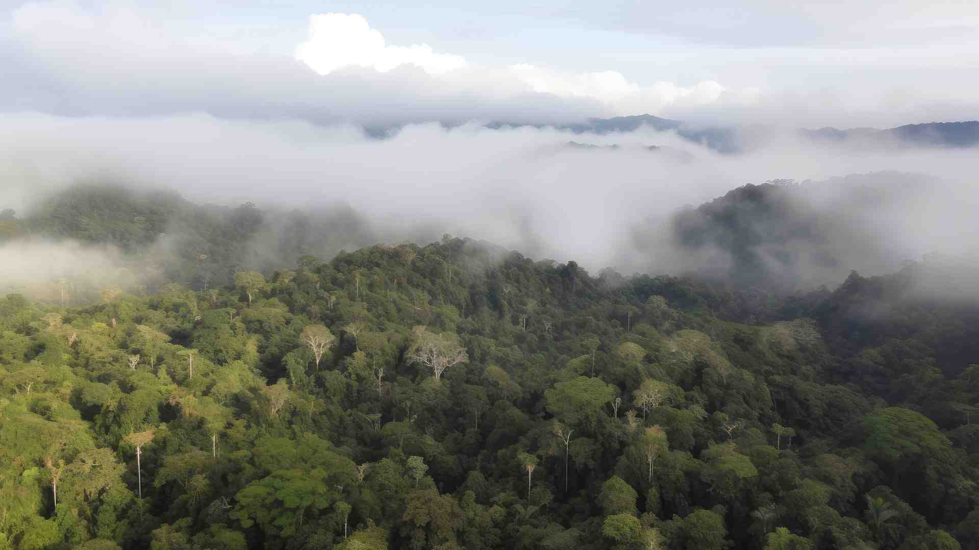 Immagine di L'Amazzonia dei fiumi volanti: come si cambia per non morire