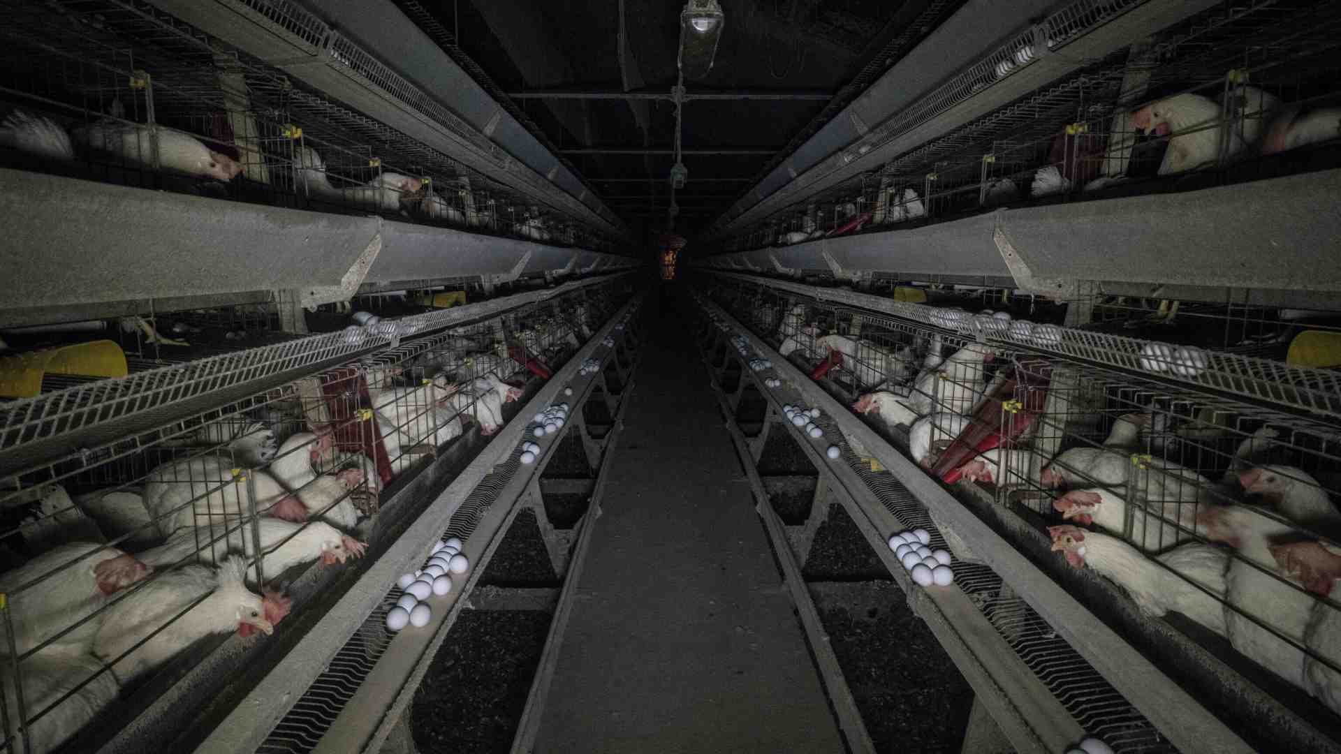 Immagine di Galline in affitto negli Stati Uniti