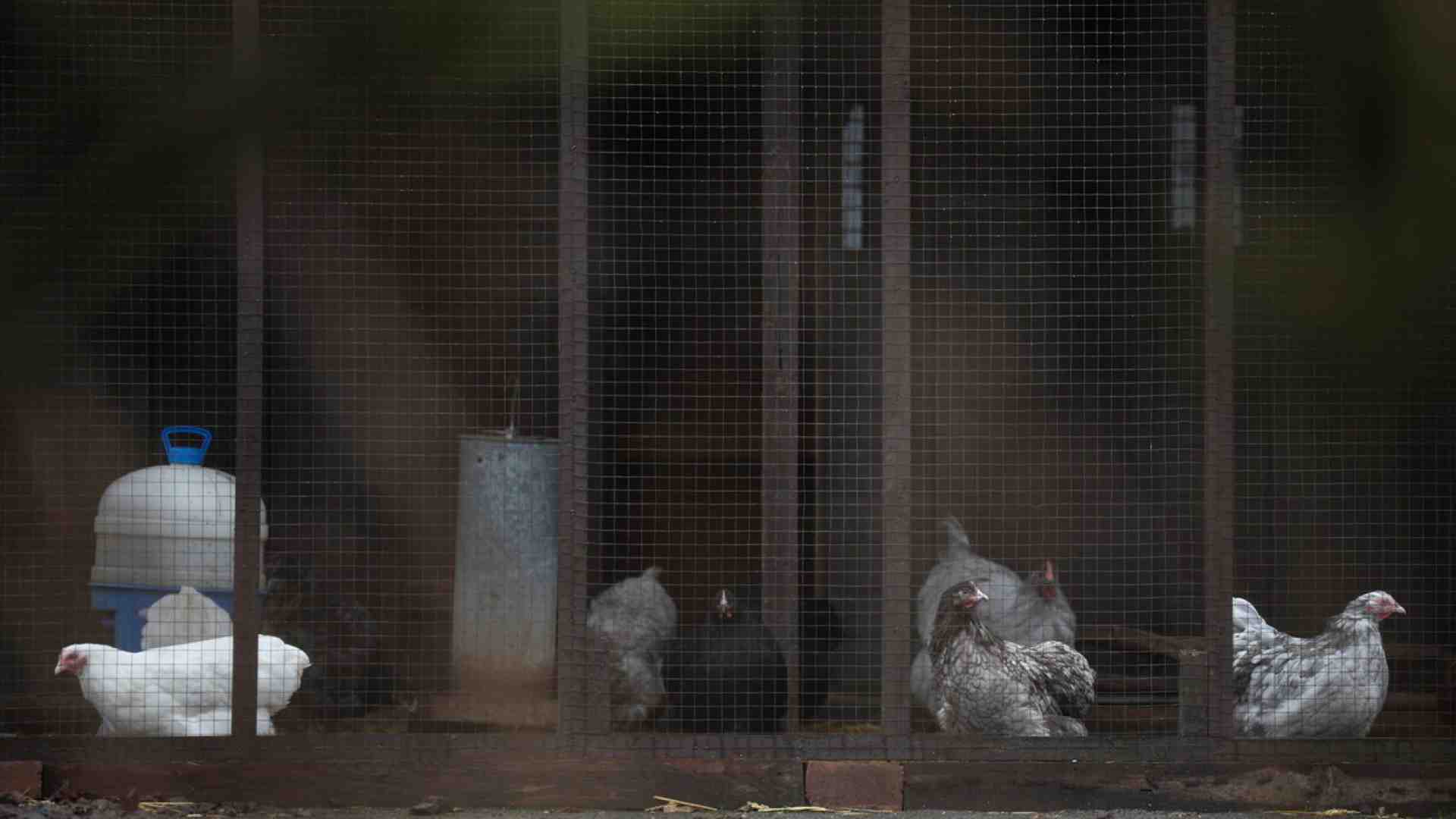 Immagine di L'influenza aviaria non minaccia solo gli animali, ma la stabilità economica di un intero settore