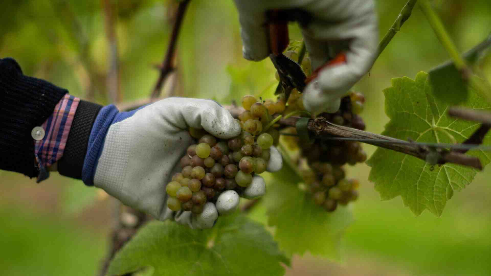Immagine di I danni e l'ipocrisia degli ecoterroristi che distruggono piante di vite in Valpolicella