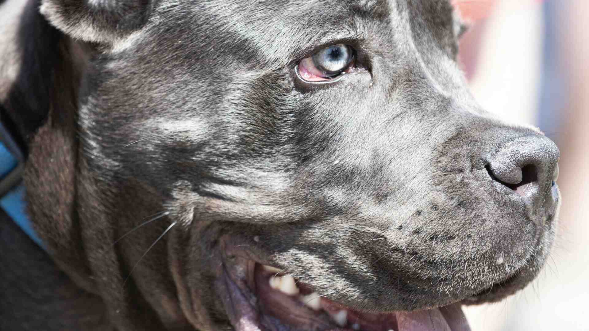 Immagine di Con i pitbull l'amore per gli animali non c'entra, è solo narcisismo testosteronico