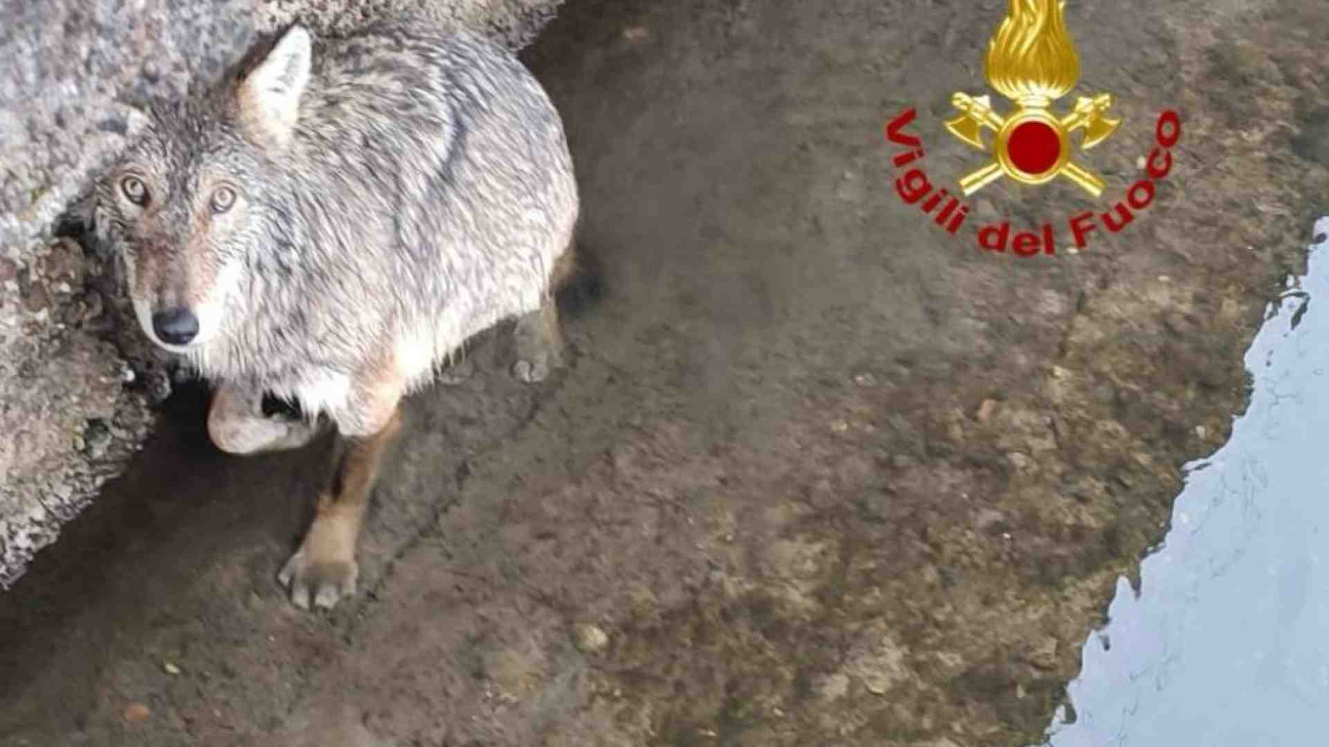 Immagine di Il salvataggio col canotto e le cure: ma cosa ci faceva un lupo nel Naviglio?