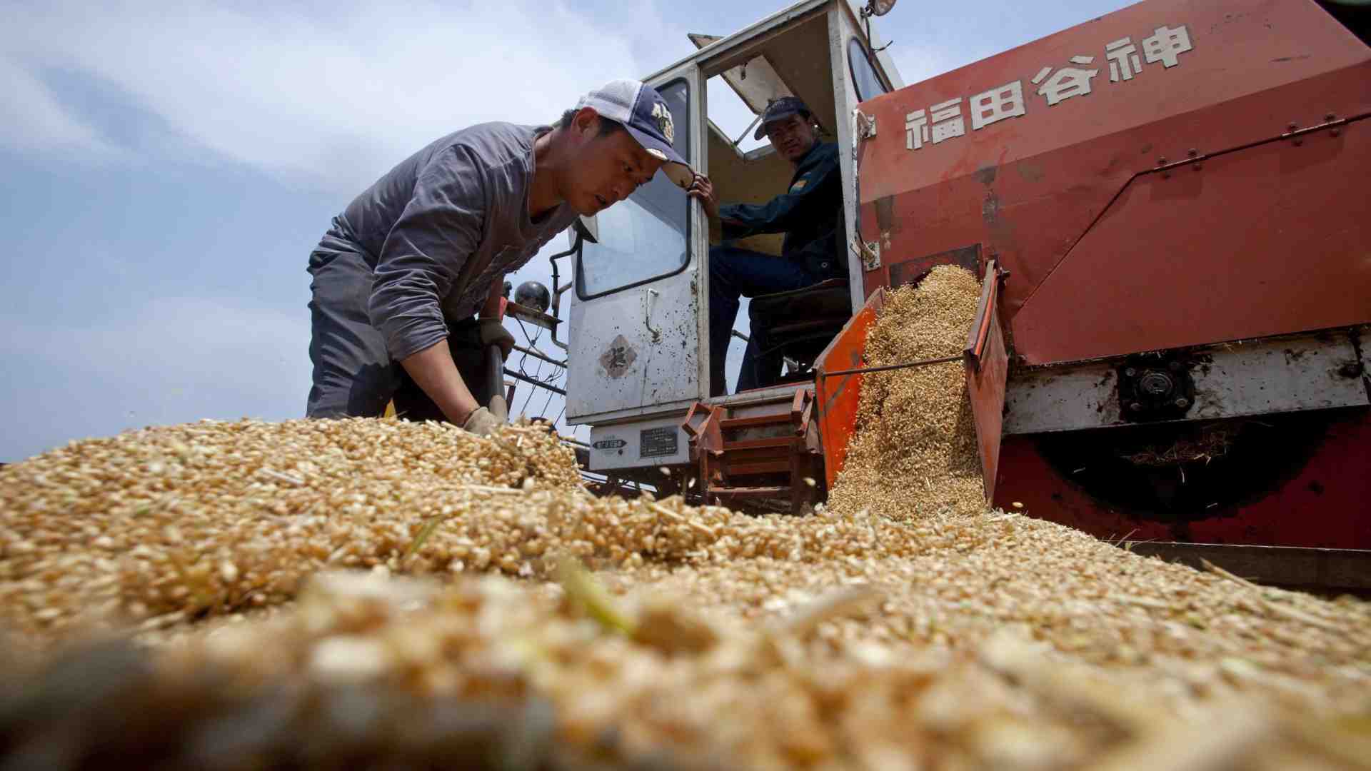 Immagine di La Cina punta tutto sul grano