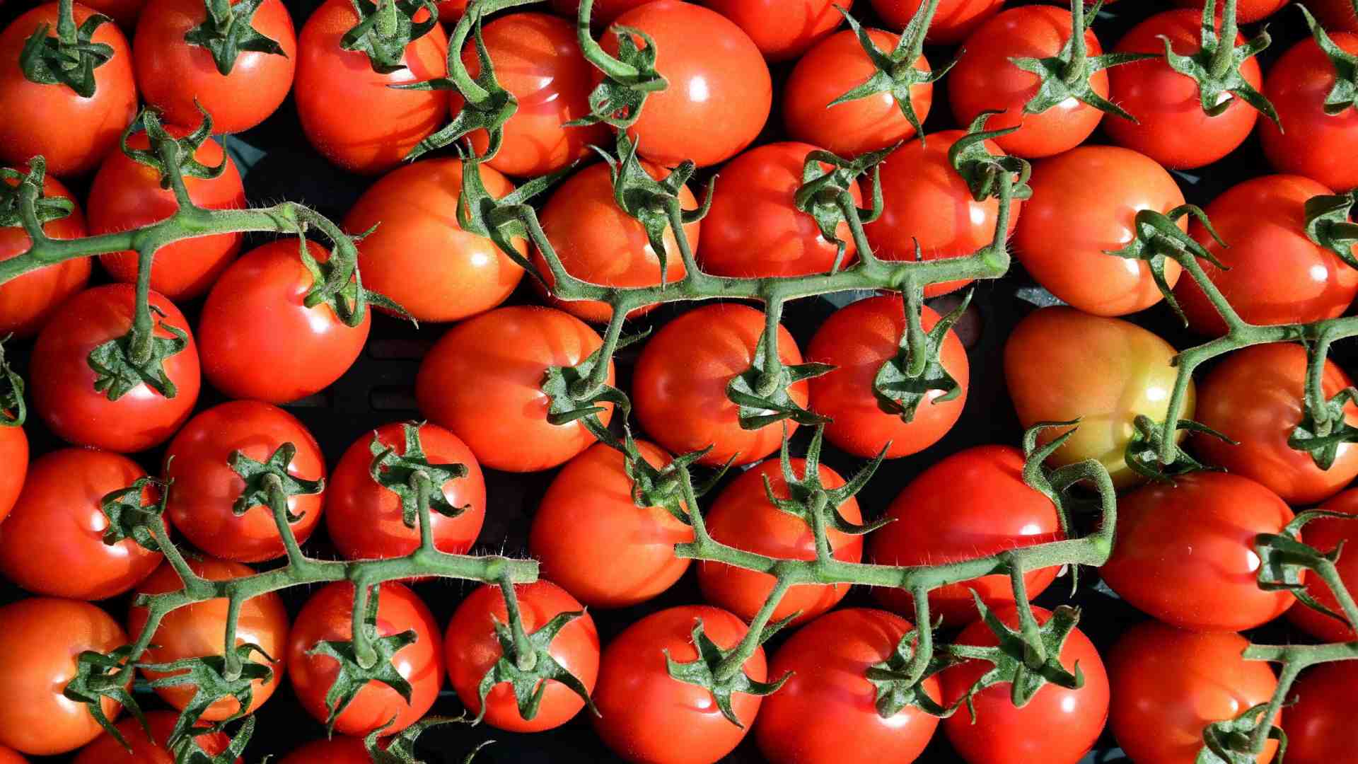 Immagine di Difendere l’interesse nazionale difendendo il nostro export. Parla il capo di Confagricoltura