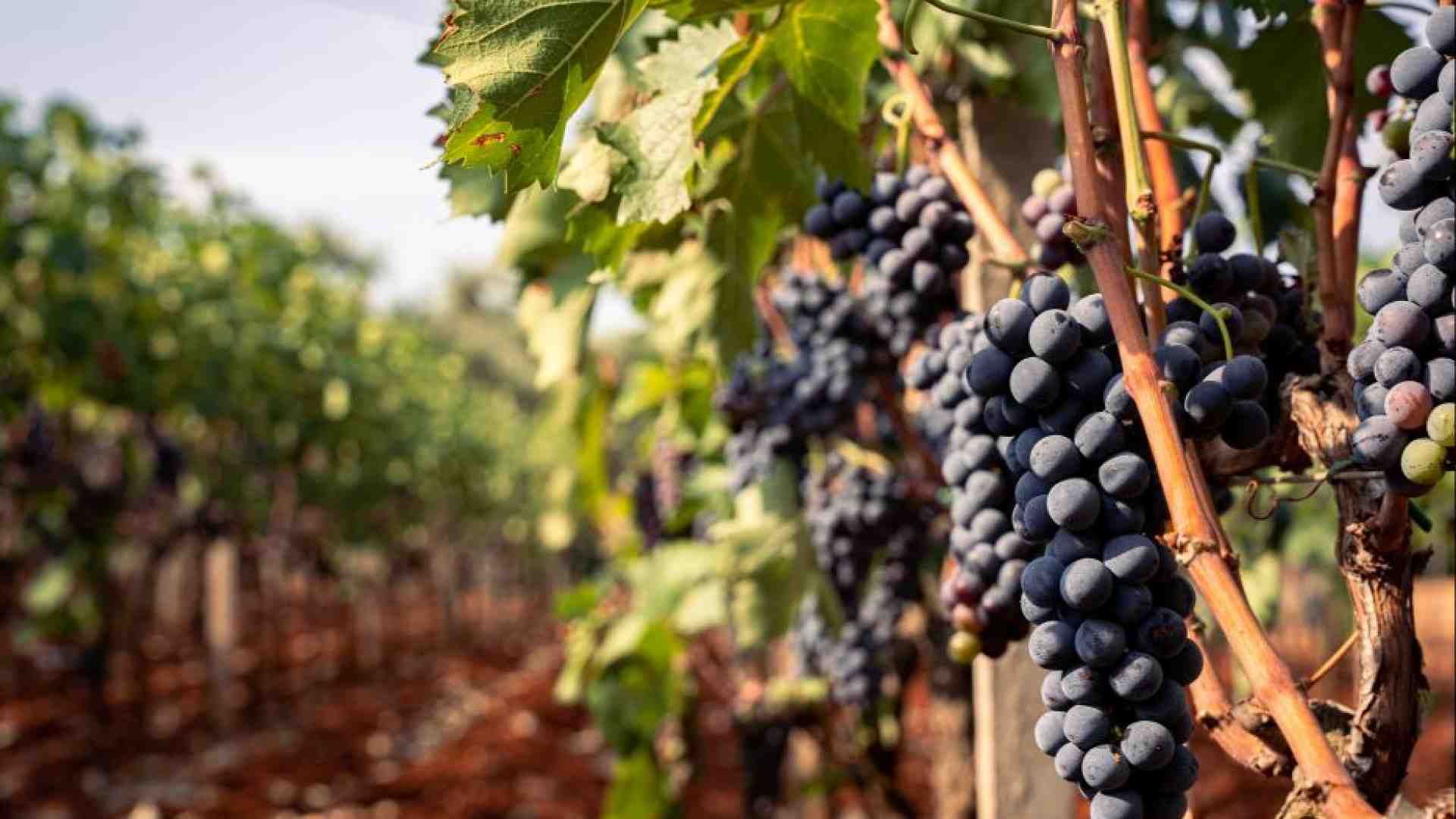 Immagine di Il gusto dell'Italia, così l'enogastronomia moltiplica gli arrivi