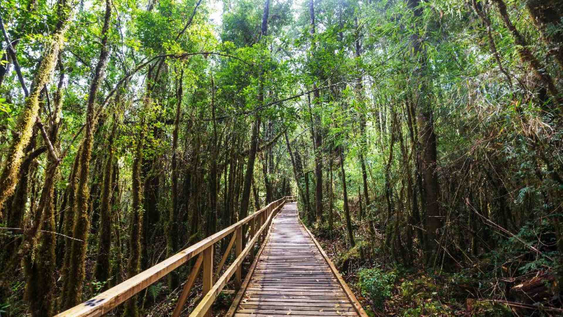Immagine di Clima, risorse, biodiversità: le foreste, sentinelle della "casa comune"
