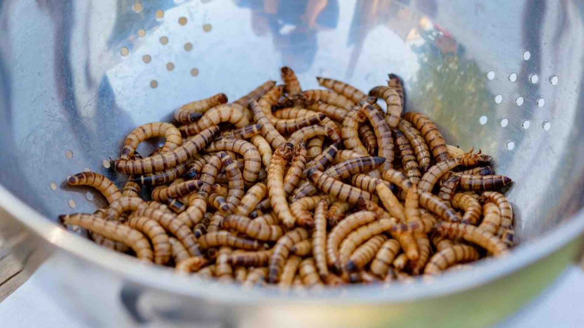 Immagine di La polvere di larva gialla sarà venduta come un integratore di vitamina D