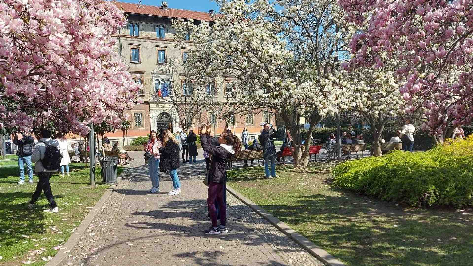 Immagine di La fioritura nella piazza di Acutis. Una bellezza che conquista tutti