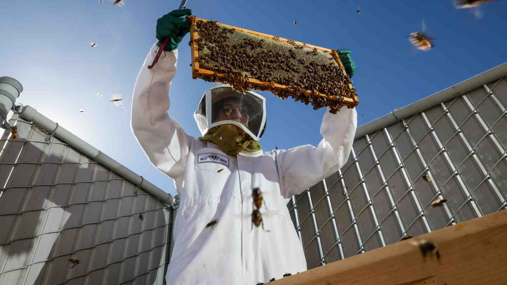 Immagine di Dopo le uova, il miele. Ma la scarsità di impollinatori è un rischio più grande