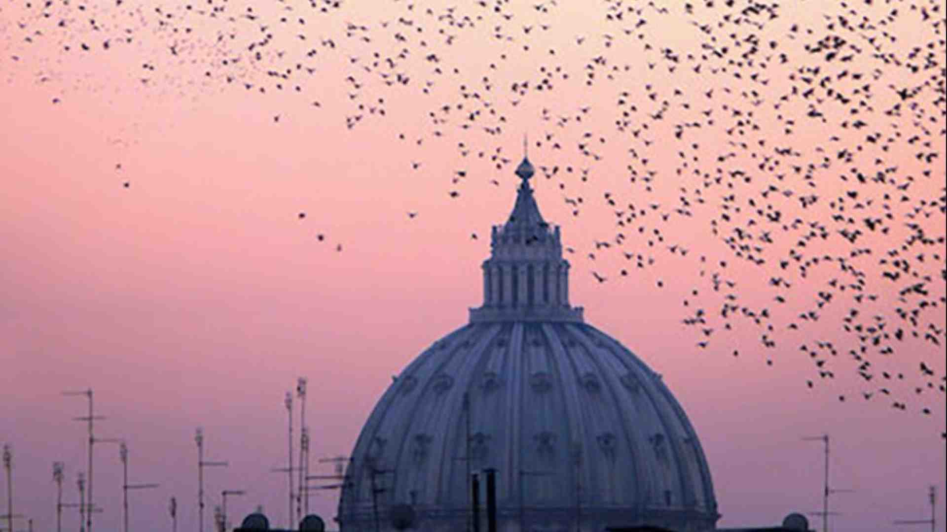 Immagine di Rondini, falchi e colombe: la mappa dei nidi sulle chiese dei cammini giubilari