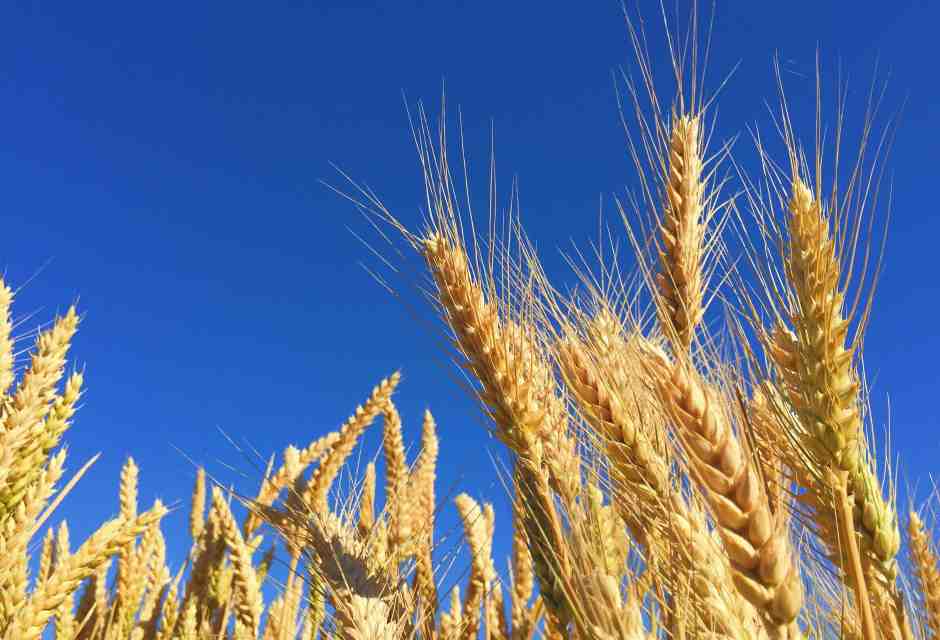 Il grano è un ogm naturale