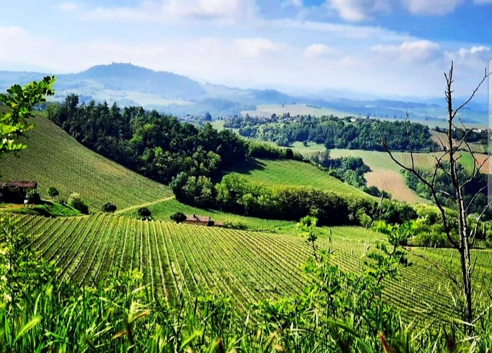 Panorma Vigneti, sull sfondo il castello di Montalto Pavese - Ufficio stampa Dimore e Borghi - Gal