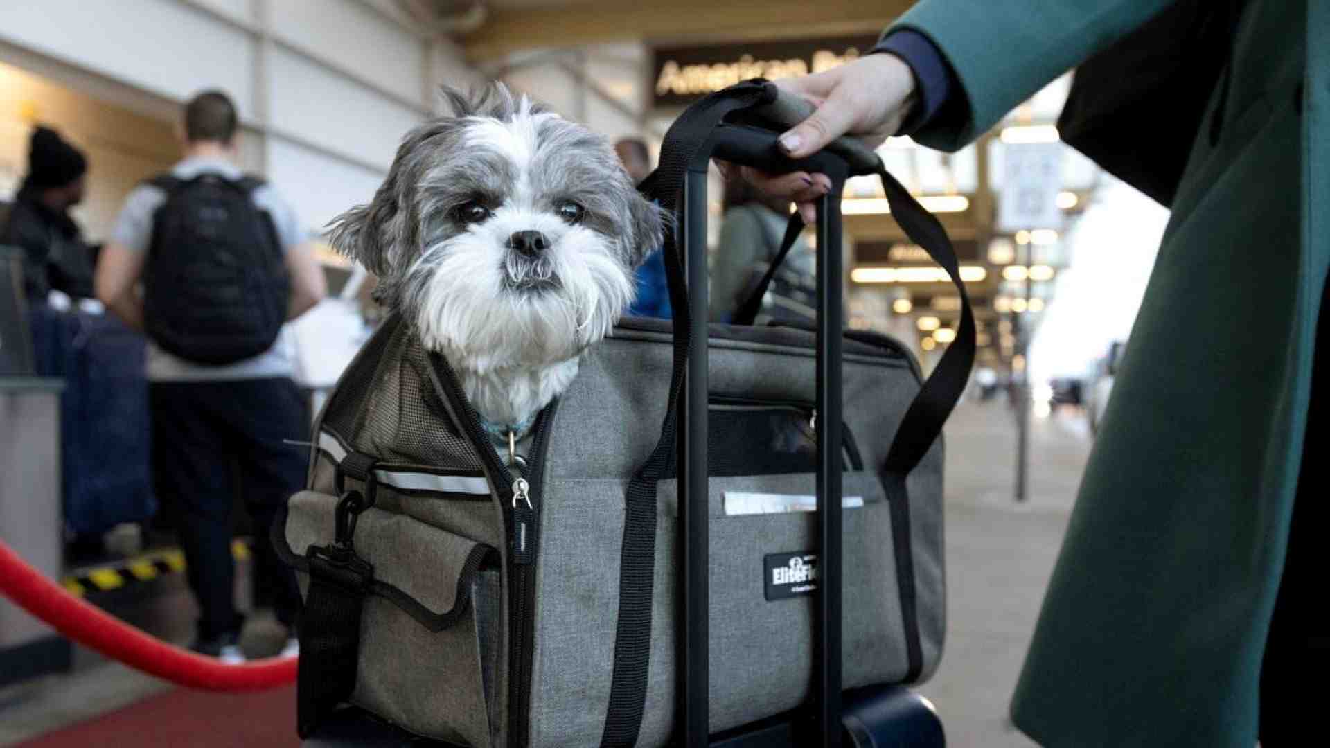Immagine di Cinture allacciate anche per i cani, la delibera Enac cambia le regole
