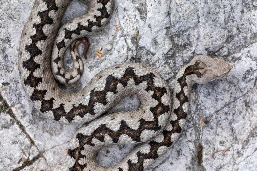 Vipera dal corno - Marco Colombo
